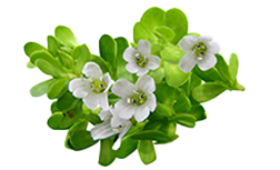 Ebel.One™ (Bacopa monnieri)
