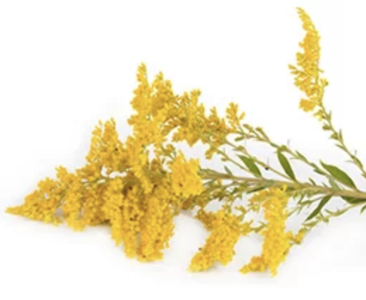 Zlata rozga (Solidago virgaurea)